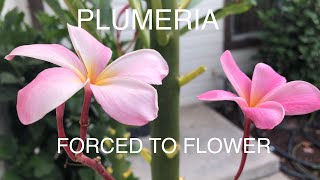 PLUMERIA HOW TO FORCE BLOOMING [upl. by Lurie299]