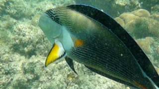 sohal tang attack  Arabian Surgeonfish [upl. by Addison]