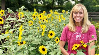 How to Plant Pinch and Harvest Branching Sunflowers [upl. by Eyllib]