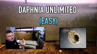 How I Raise Daphnia Water Fleas And You Can Too [upl. by Airdnalahs]