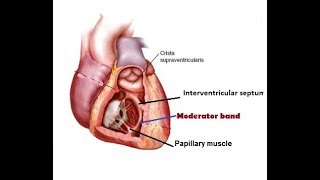 Moderator bandseptomarginal trabeculum of heart [upl. by Paik]