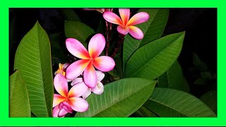 How To Grow Frangipani From Cuttings  Frangipani Plumeria Propagation [upl. by Ripleigh378]