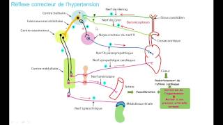 la regulation de la pression arterielle 3 hypertension [upl. by Alet551]