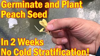 Peach Tree Part 1 Germinate Peach plant in 14 days no cold stratification [upl. by Rheba588]