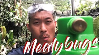 Mealy bugs  how to identify and destroy them [upl. by Anana777]