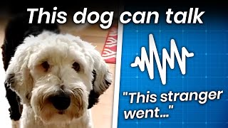 The Dog Who Learned to Form 5Word Long Sentences [upl. by Billye698]