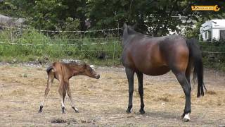 Stute und ihr Fohlen  Mare and Foal  Erster Ausflug [upl. by Asined]