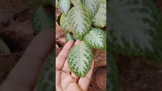 Episcia green white leaf [upl. by Magnusson502]