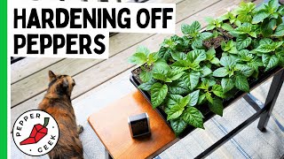 Moving Pepper Plants Outdoors  Tips for Hardening Off Plants  Pepper Geek [upl. by Munmro]