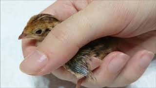 Coturnix Quail Growing Up Timelapse From 1 Day to 1 Month Old [upl. by Sellihca59]