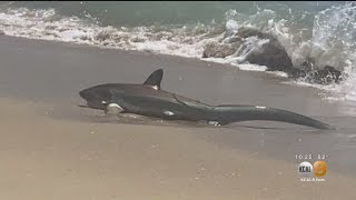 Shark at the Elafonissi Beach Greece  Dangerous place for swimming [upl. by Vescuso950]