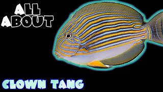 All About The Clown Tang or Clown Surgeonfish or Lined Surgeonfish or Bluebanded Surgeonfish [upl. by Yarg]