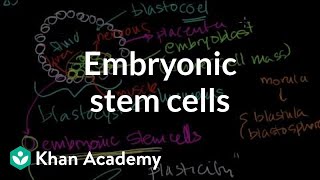 Embryonic and Induced Pluripotent Stem Cells Part 1 [upl. by Still684]