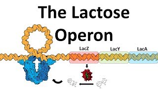 The Lac Operon [upl. by Ahseinad]