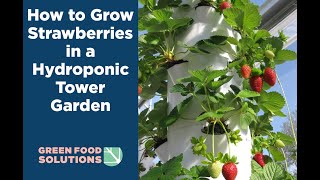 How to Grow Strawberries in a Tower Garden How to care for your vertical garden strawberries [upl. by Encrata]