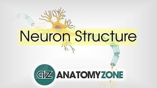 Neuron Structure  Neuroanatomy Basics  Anatomy Tutorial [upl. by Durkin190]