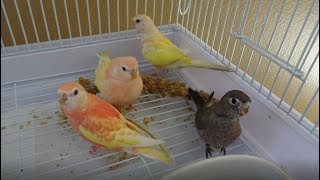 Bird Focus  Bourkes Parakeet  Diet Breeding and Colours [upl. by Jueta]