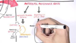 Microbiology  Bacteria Antibiotic Resistance [upl. by Nile]