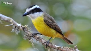 O CANTO DO BEMTEVI NA NATUREZA  Aves do Brasil [upl. by Llebasi626]