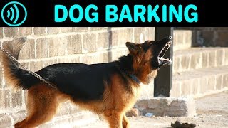 DOG BARKING SOUNDS  Free Dog Barking Sound Effect for Download [upl. by Zysk]