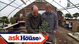 How to Create Bonsai from Regular Trees  Ask This Old House [upl. by Eustache585]