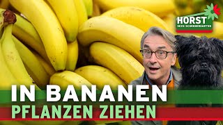 Stecke Ableger in eine Banane und es passiert Erstaunliches I Horst sein Schrebergarten [upl. by Ardnwahs]