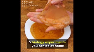 5 biology experiments you can do at home [upl. by Michiko415]