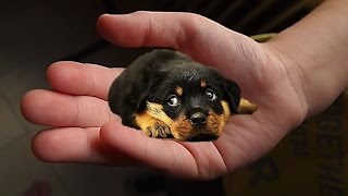 The tiniest dogs in the world  small dog breeds [upl. by Niko211]