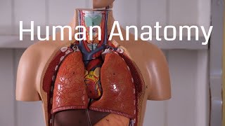 Basic Human Anatomy for Beginners [upl. by Xever22]