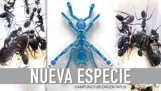 ES ESTA LA HORMIGA REINA MAS GRANDE DE EUROPA  😱 Camponotus cruentatus [upl. by Hadley]