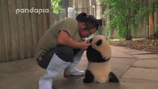 keeper encourages the panda cub to walk [upl. by Janenna]