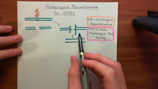 Homologous Recombination for Double Strand Breaks Part 1 [upl. by Porty]