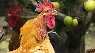 WILD Rooster Catch Clean Cook Bush Meat on Deserted Island [upl. by Hedaza]