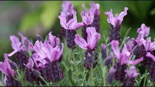 Lavandula stoechas  Schopflavendel Topped Lavender [upl. by Dina517]