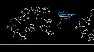 Alcohol Dehydrogenase Physiology Biochemistry and Mechanism [upl. by Gerius374]