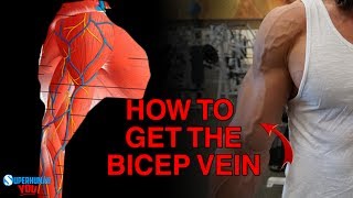 HOW TO GET A VISIBLE BICEP VEIN [upl. by Daenis]