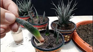 How to grow Zebra plant from Leaf  Haworthia [upl. by Aiet]