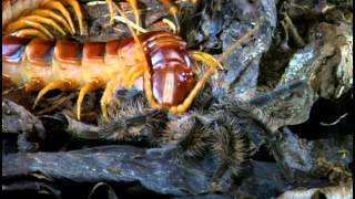 Tarantulas And Their Venomous Relations [upl. by Aronael70]