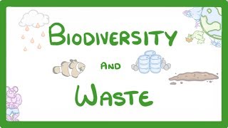 GCSE Biology  How Human Waste Reduces Biodiversity  Explained 89 [upl. by Pippy]