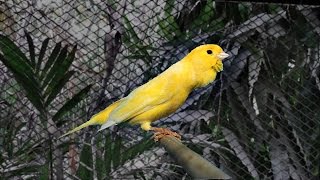 Canary Singing 2 Hours Relaxing Sound [upl. by Adnalu539]