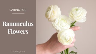 How to Care for Ranunculus Flowers Flower Moxie Product Video [upl. by Fessuoy]