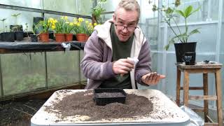 How to grow calendula pot marigolds from seed [upl. by Akehsyt]