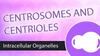 Intracellular Organelles The Centrosome [upl. by Whiffen]