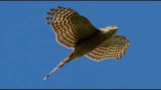 Sparrowhawk Bird Call Bird Song [upl. by Asiak160]