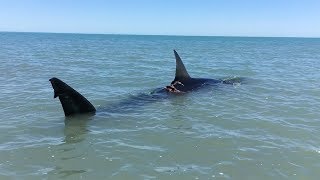 Watch Sharks spotted at Florida beach [upl. by Wanyen692]