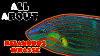 All About The Melanurus Wrasse or Hoevens or Wardley [upl. by Gile403]