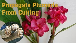 How to Propagate Plumeria From Cutting  Grow PlumeriaChampaGulchin [upl. by Prior]