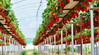 Awesome Hydroponic Strawberries Farming  Modern Agriculture Technology  Strawberries Harvesting [upl. by Meill466]