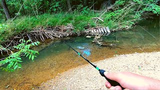 Action Packed Small Creek Fishing [upl. by Yesnik508]