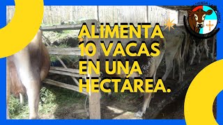 ALIMENTA 10 VACAS EN UNA HECTÁREA [upl. by Bashemath]